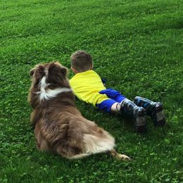 Australian Shepherds from Jenkins Feed