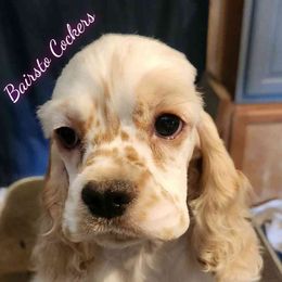 Girl 2 - Red and white female Cocker Spaniel puppy in Chadwick, Missouri from BairSto Cockers