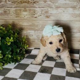 Raleigh (Leigh) - Cream female Goldendoodle puppy in Litchfield, Connecticut from Gracie Doodles CT