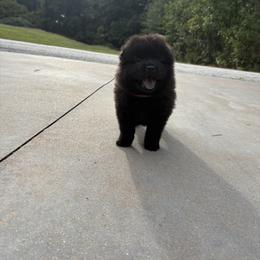 Chow Chow and Pomeranian Puppies from Pits and Poms LLC