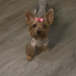 Meimei - Yorkshire Terrier