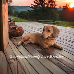 Dachshund Puppies from Dachshund Family Love Breeders