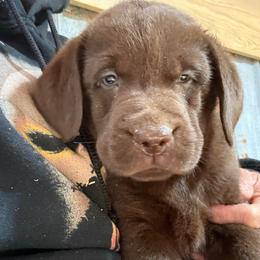 Tucker - Boy 4 - Chocolate male Labrador Retriever puppy in Brandywine, Maryland from QVR Labradors and Leonbergers