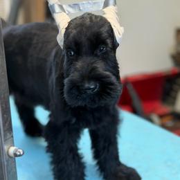 Roxy - Black female Giant Schnauzer puppy in Bois D’arc, Missouri from Down Low Kennels