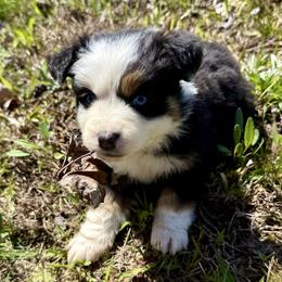 Maggy - Black tri female Miniature Australian Shepherd puppy in Michie, Tennessee from Acton Aussies