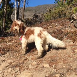 Juniper - Australian Labradoodle