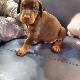 Doberman Pinscher Puppies from Stand Alone European Dobermans