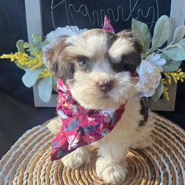 Raven - Parti female Miniature Schnauzer puppy in Menifee, California from Moonshine’s Minis