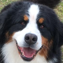 Bernese Mountain Dogs from Four-T's