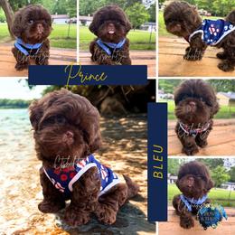 Prince Bleu - Liver male Shih Tzu puppy in Xenia, Ohio from Crown & Tress Shih Tzu