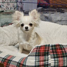 Chihuahua Puppies from Pretty Little Chis