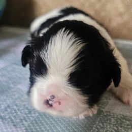 Boy 1 - Black and white male Shih Tzu puppy in North Carolina from WillowCreek Mountain View Shih Tzu