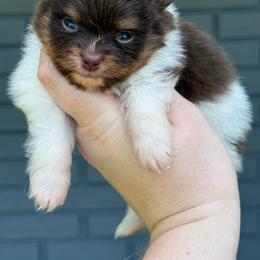 Dream - Chocolate and tan female Pomeranian puppy in Newark, Ohio from Keeperofstars Pomeranians