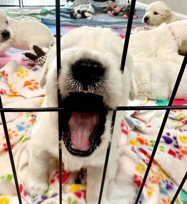 Golden Retriever Puppies from Davidson's Goldens
