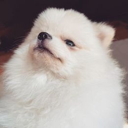 Cockapoos and Pomeranians from Luna Kennel