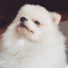 Cockapoos and Pomeranians from Luna Kennel