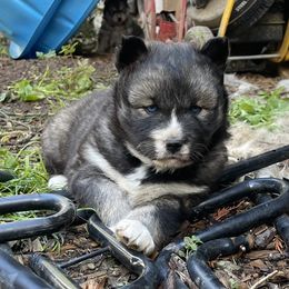Lib - Agouti and white female Siberian Husky puppy in Everett, Washington from Addison Grove Huskies