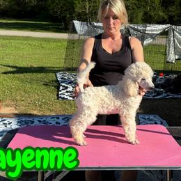 Cayenne - White female Poodle puppy in Tallahassee, Florida from Brivali Poodles
