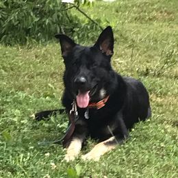 Max - German Shepherd