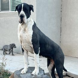 Korra - Great Dane