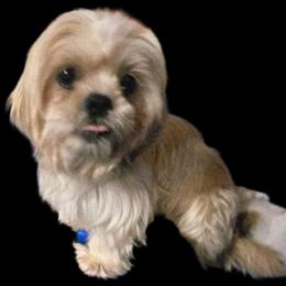 Katye - Shih Tzu