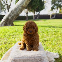 Moana - Red  female Poodle puppy in Los Angeles, California from Exquisite Doodles