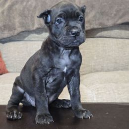 Honey - Black brindle female Cane Corso puppy in Elkhart, Indiana from Martins Almighty Cane Corsos