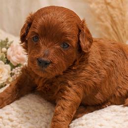 Cavapoo puppies from Wasatch Pup