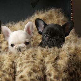 French Bulldogs from Sundance French Bulldogs