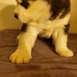 Siberian Husky Puppies from Xk siberians