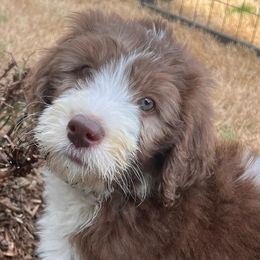 Sheepadoodles from Cornerstone Doodles, LLC