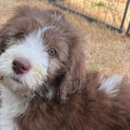 Sheepadoodles from Cornerstone Doodles, LLC