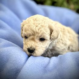 Australian Labradoodle Puppies from Tiny Treasures Australian Labradoodles