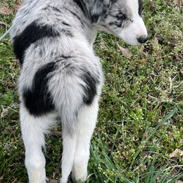 Border Collie Puppies from Roaring River Border Collies