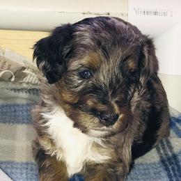 Aussiedoodle and Poodle Puppies from Arena Valley Acres LLC