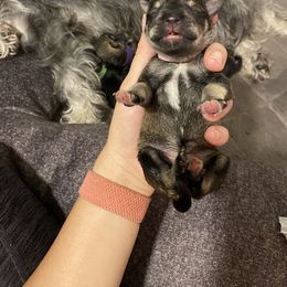 Miniature Schnauzer Puppies from Furry Ark