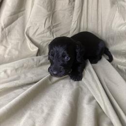 Boy 1 - Black male Dachshund puppy in Richwood, West Virginia from Wild and Wonderful Wieners
