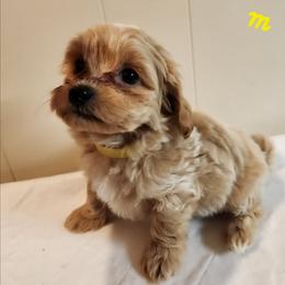 Butterscotch - Fawn male Companion Cross puppy in Richmond, Missouri from Natalie's Happy Fur Paw's
