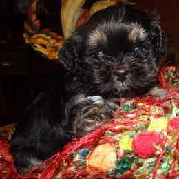 AKC Cosimo - Black and tan male Lhasa Apso puppy in Fort Washington, Maryland from GyanGanj Lhasa Apso