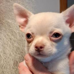 Mark 3500.00 Full AKC - Cream male Chihuahua puppy in Callao, Virginia from Grace & Glory Chihuahuas
