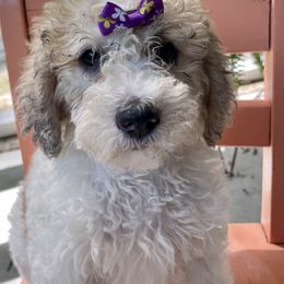 Bernedoodle, Goldendoodle, and Labradoodle Puppies from Oopsie Doodles of NC