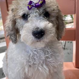 Bernedoodle, Goldendoodle, and Labradoodle Puppies from Oopsie Doodles of NC