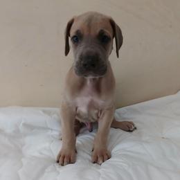 Rocket - Fawn male Great Dane puppy in Marshall, Michigan from Dream K9