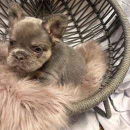 French Bulldog Puppies from SoCalFamilyFrenchies, Doodles and more