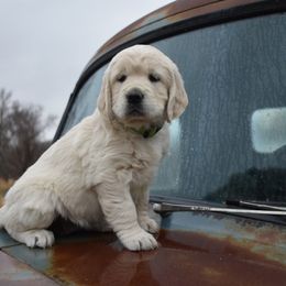 Golden Retriever Puppies from Lightning Oak Acres