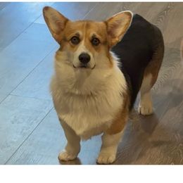 Jasmine - Pembroke Welsh Corgi