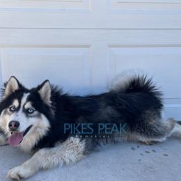 Neptune - Silver and white male Pomsky puppy in Littleton, Colorado from Pikes Peak Pomskies
