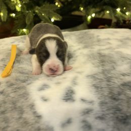 Boy 1 - Blue male Pembroke Welsh Corgi puppy in Elberton, Georgia from Lonesome Boone Corgis
