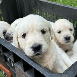 Tex - Golden Retriever puppy from Southern Belle's Puppies