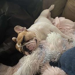Butterman - French Bulldog